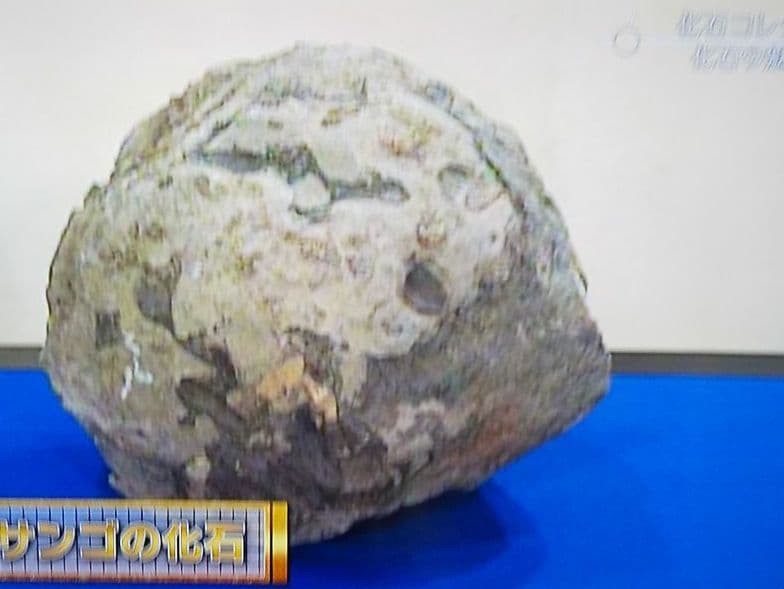 古生代ハチノスサンゴ 化石塊博物館級