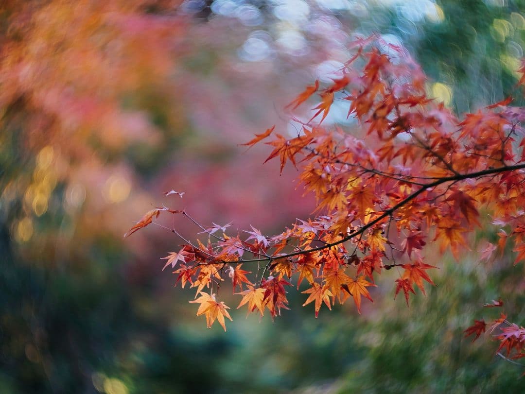みゅう様宛 美品TTArtisan 75mm f/1.5 M42マウント