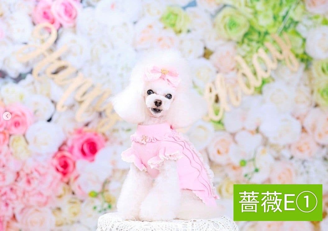 背景布【薔薇I】ローズ　サンプル　ドール、トリミング、ペット撮影用　フォトブース