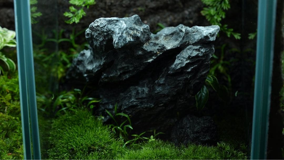 【完成品】ADA苔テラリウム/イモリウムカエル苔アートパルダリウム/No.297