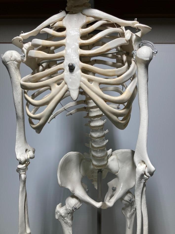 3B Scientific 1/2全身骨格模型