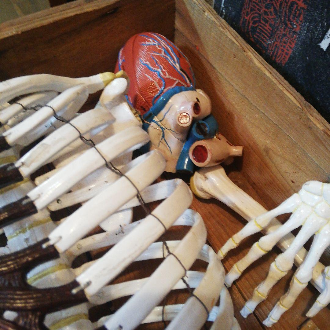 マニアックレア昭和２０～３０年代頃素材不明レトロ人体骨格模型当時物コレクション品