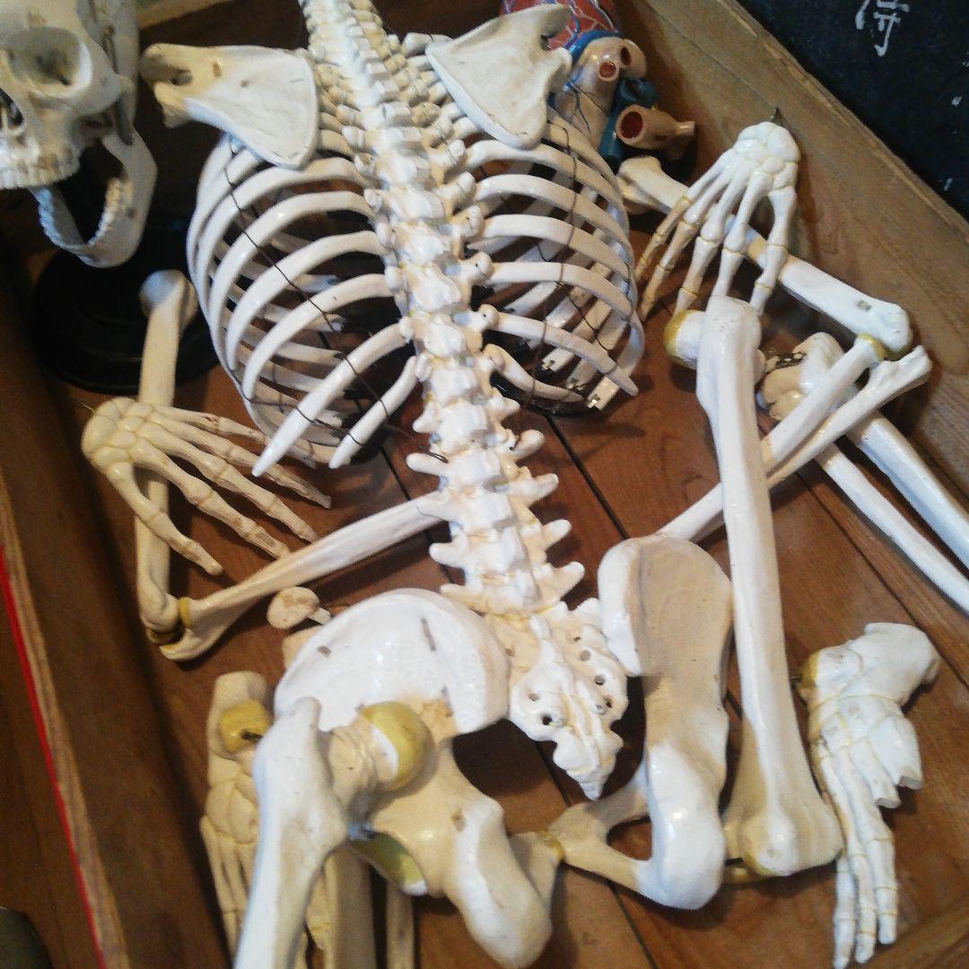 マニアックレア昭和２０～３０年代頃素材不明レトロ人体骨格模型当時物コレクション品