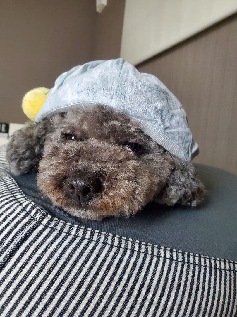 かぷ様 ご確認用...♪*゜