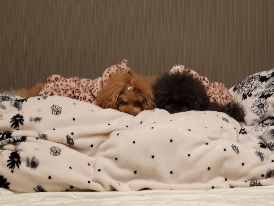 かぷ様 ご確認用...♪*゜