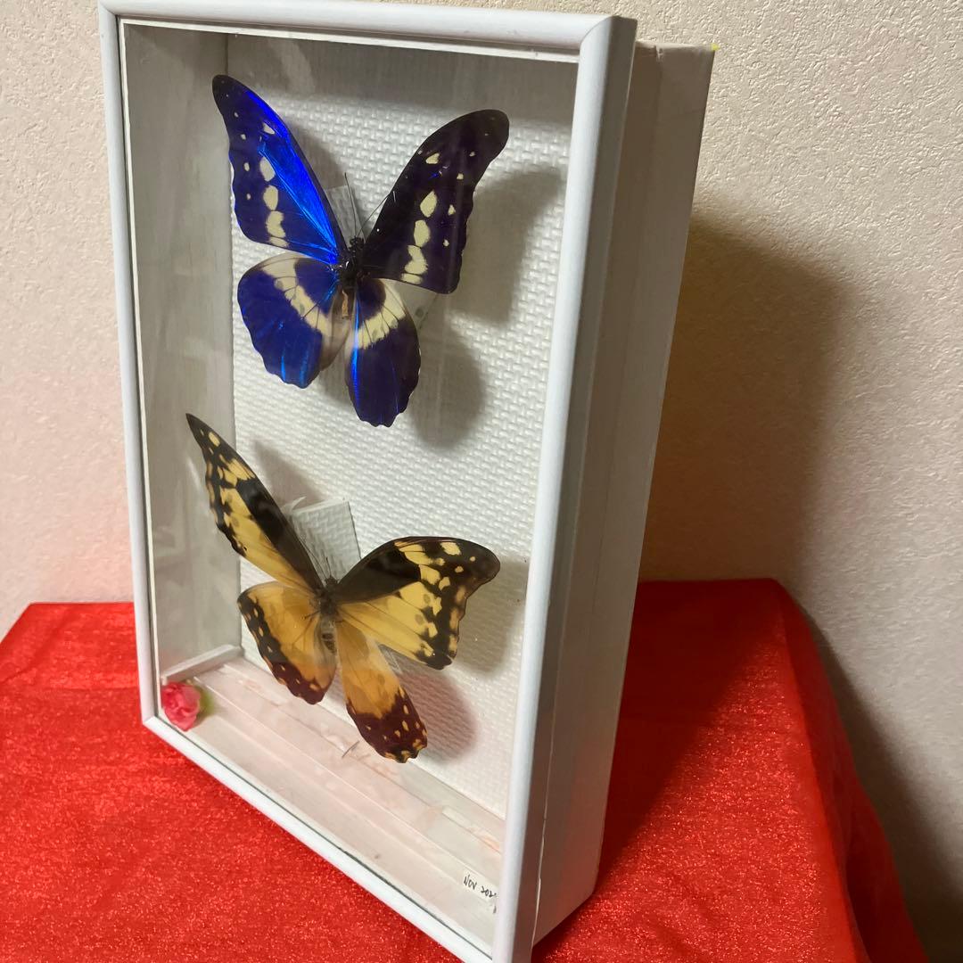 大型ヘレナモルフォペア