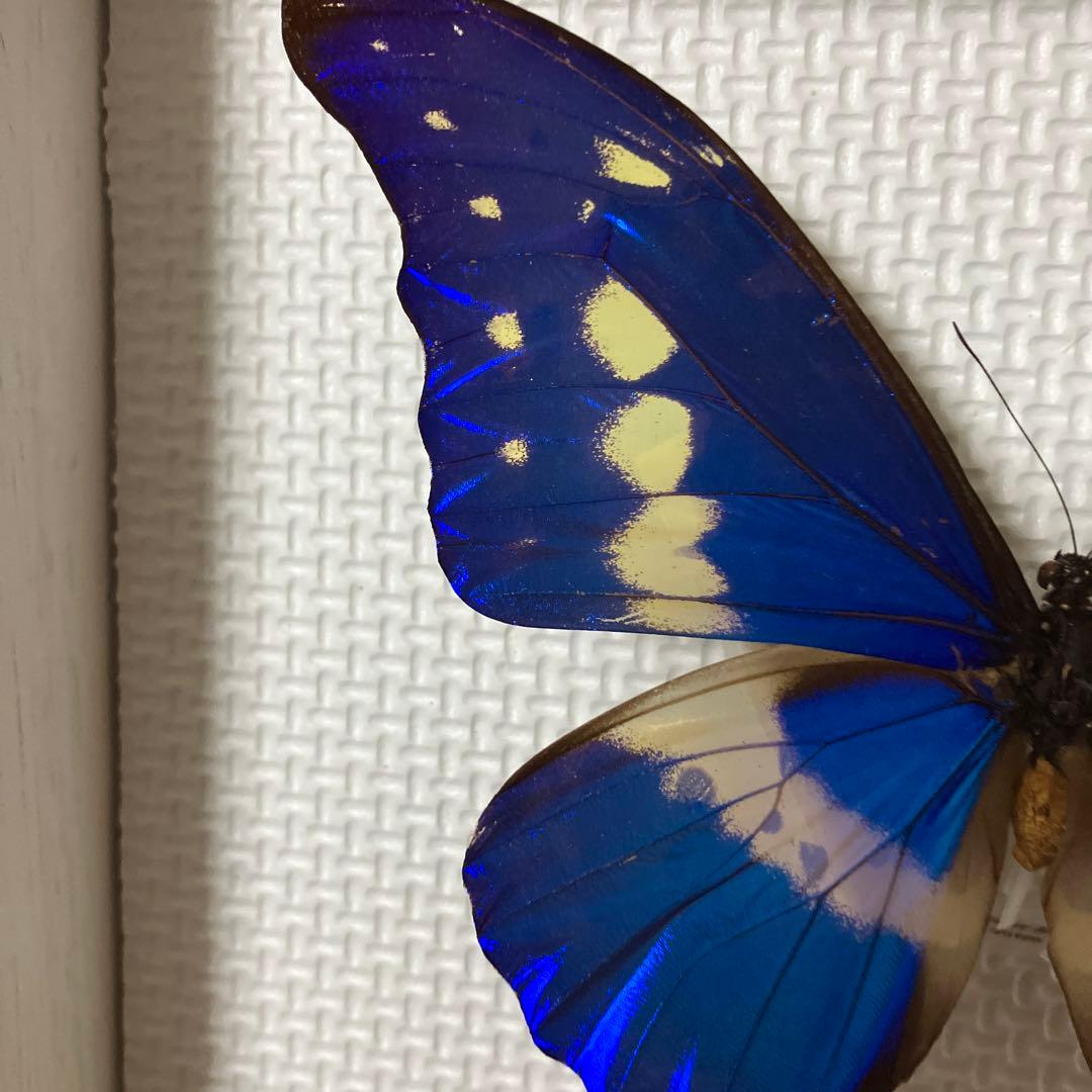 大型ヘレナモルフォペア