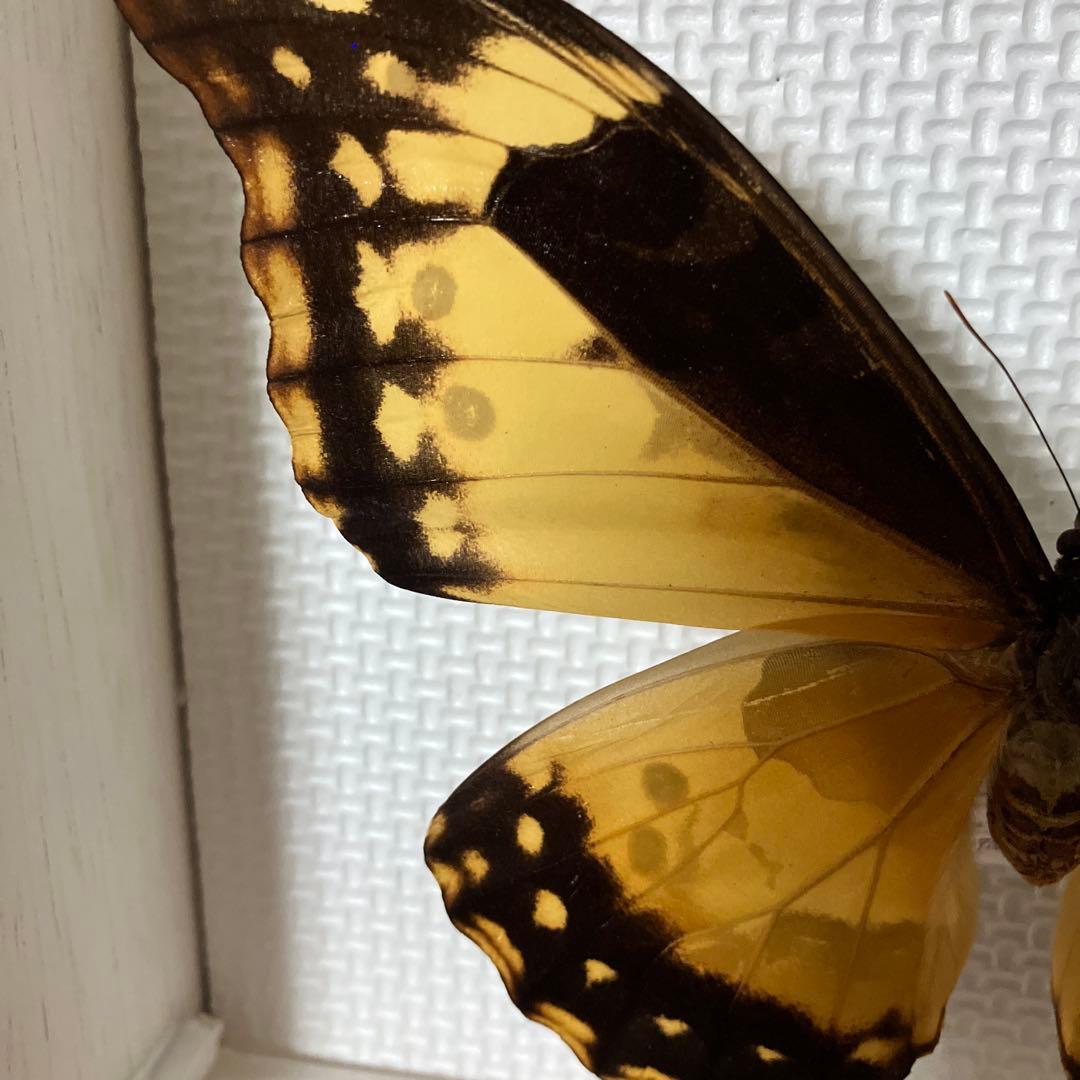 大型ヘレナモルフォペア