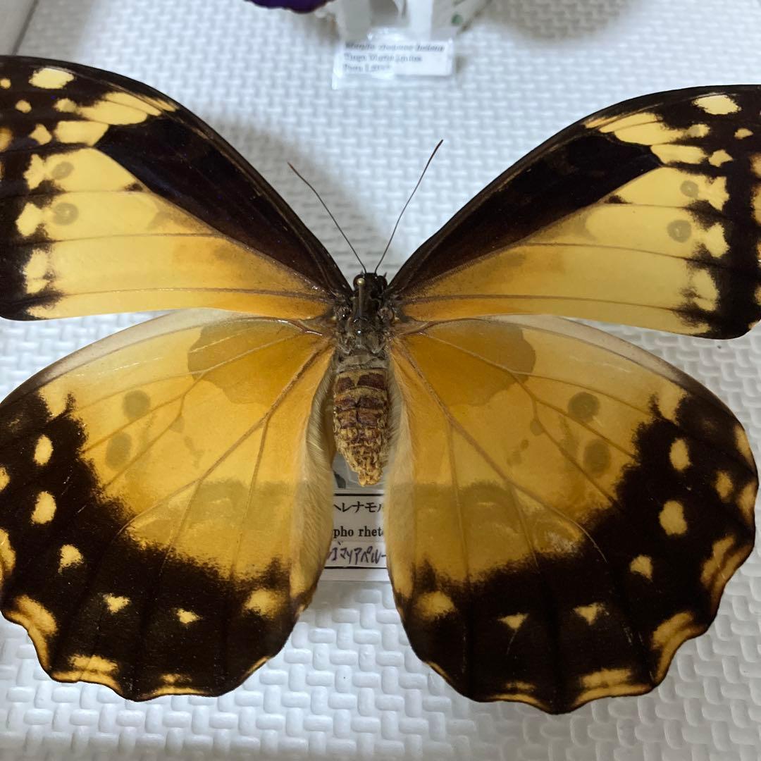 大型ヘレナモルフォペア