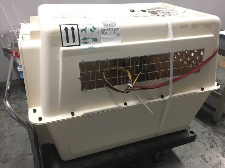 航空用のケネル販売(ジャイアントバリケネル)