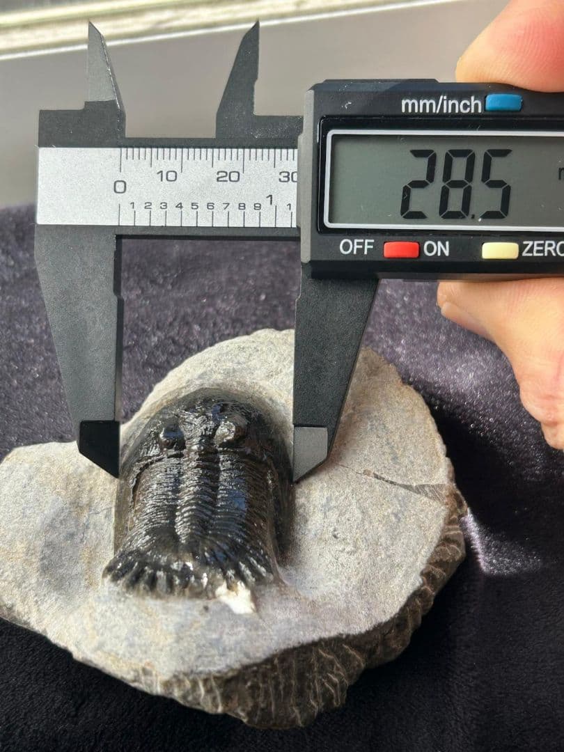 三葉虫モロッコ産⑥ホラルドプスHollardops？化石デボン紀修復跡有り