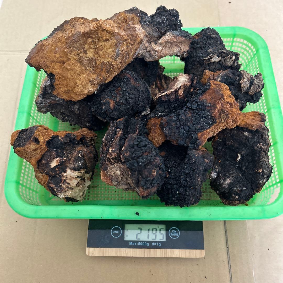 【北海道産】カバノアナタケ　2キロ （D）