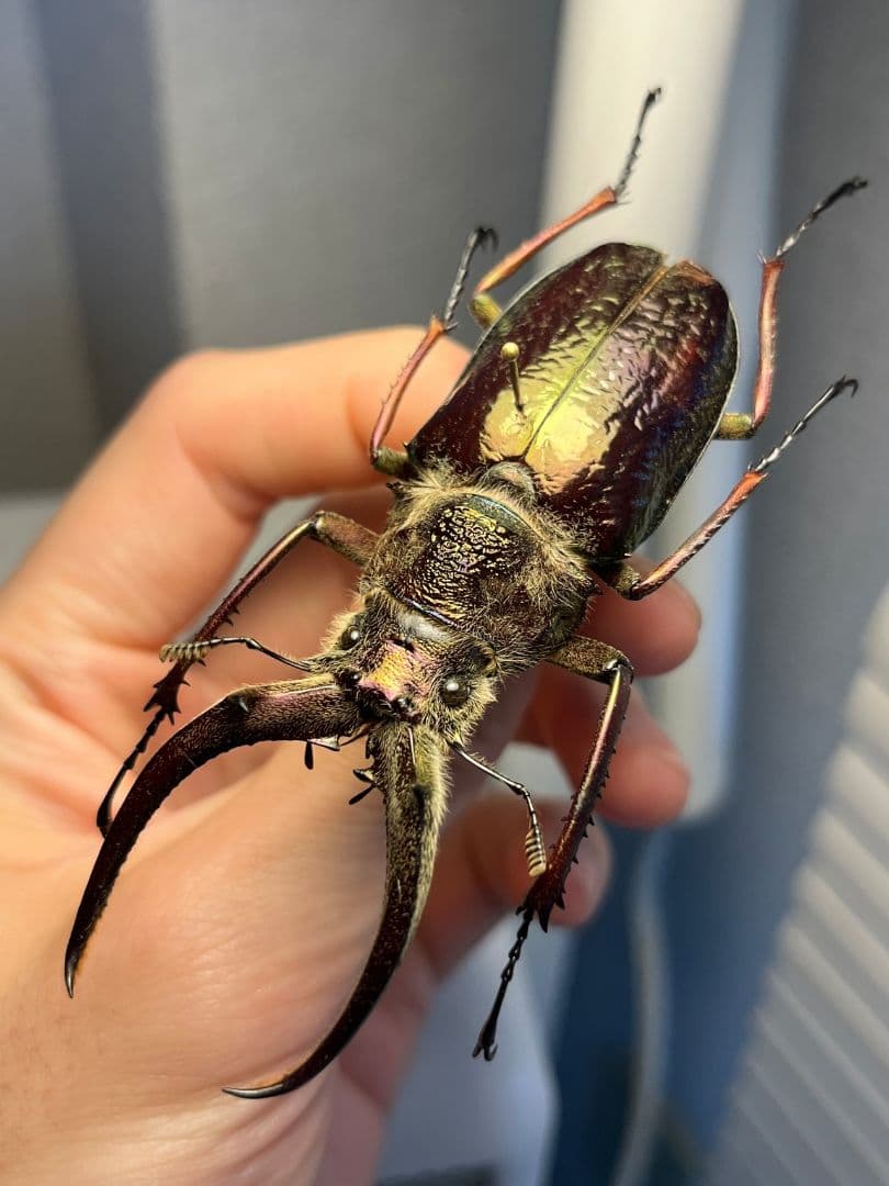 【81mm】ギガンテウスシワバネクワガタ 昆虫標本 ニジイロクワガタ