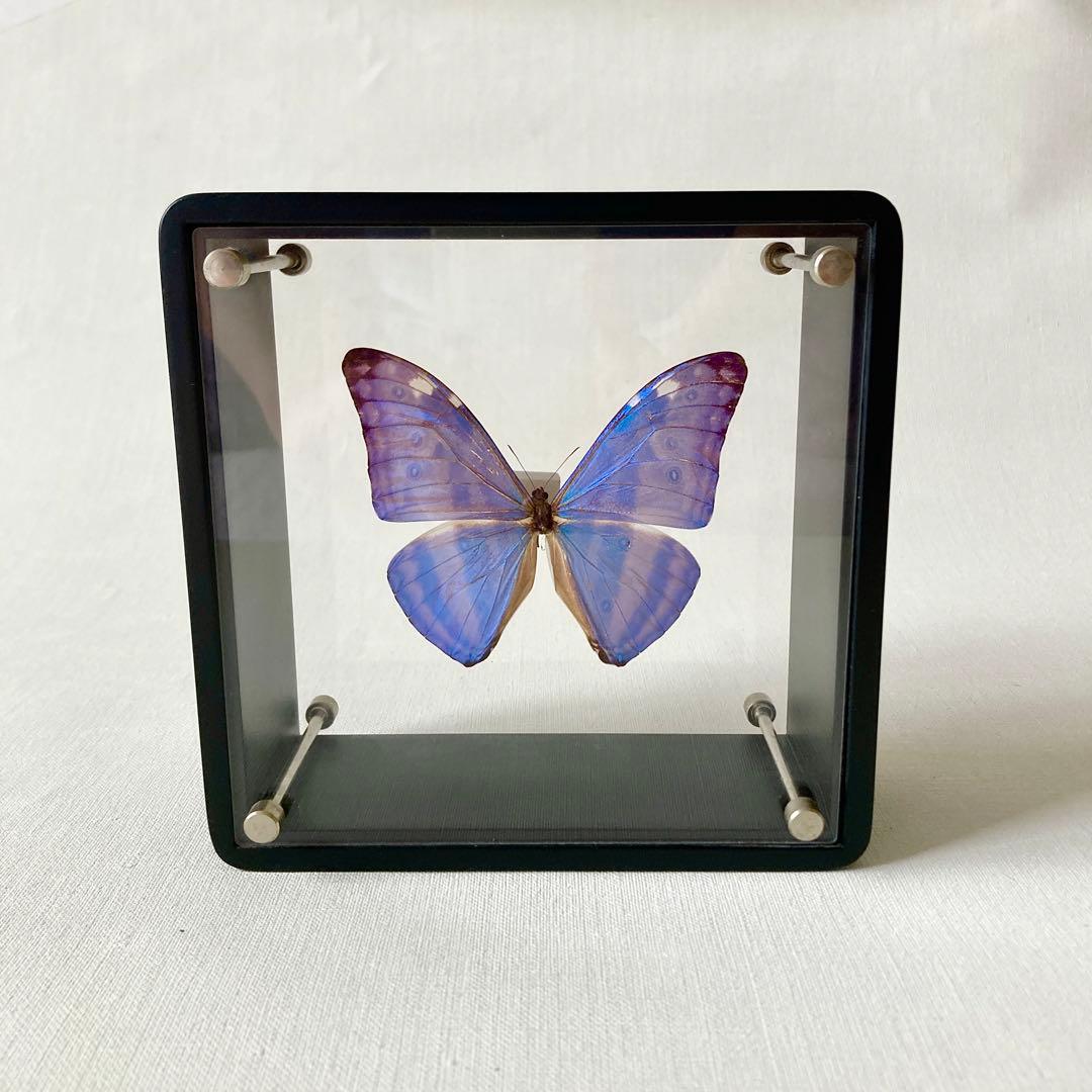 アドニスモルフォ 蝶 標本 エルアイエス社