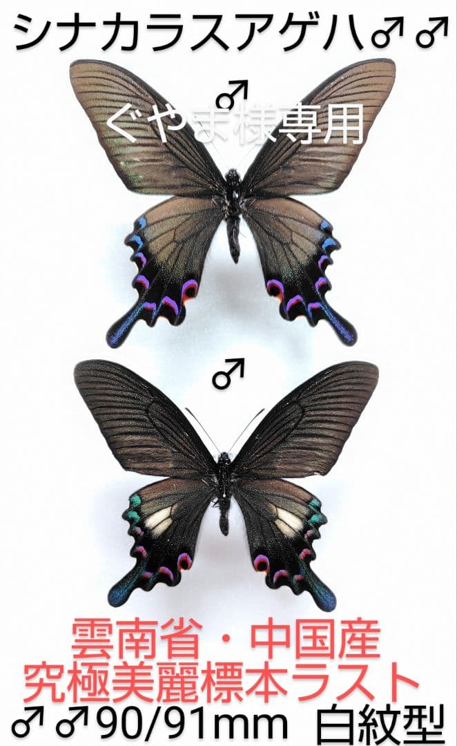 ★ぐやま様☆専用2点★カルナルリモンアゲハとシナカラスアゲハ