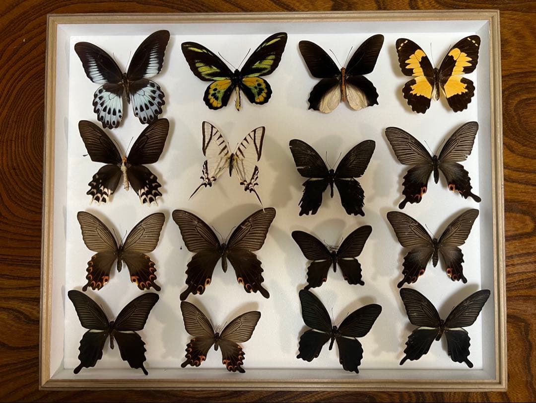 希少蝶標本ドイツガラス木箱現状品のみ41x50x6cm
