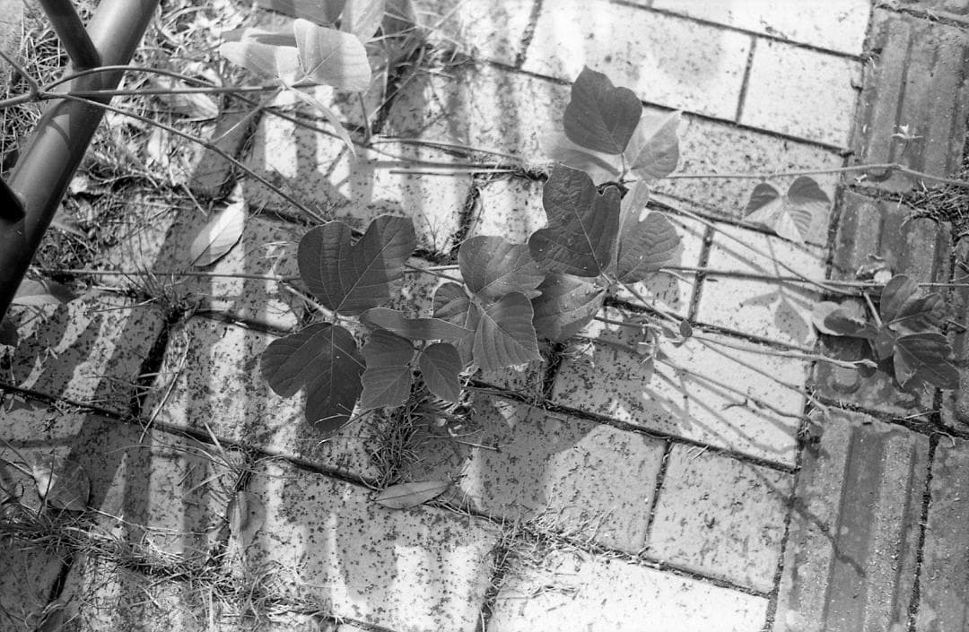 【整備済完動品・モルト/赤ベロOK!】Olympus Trip35