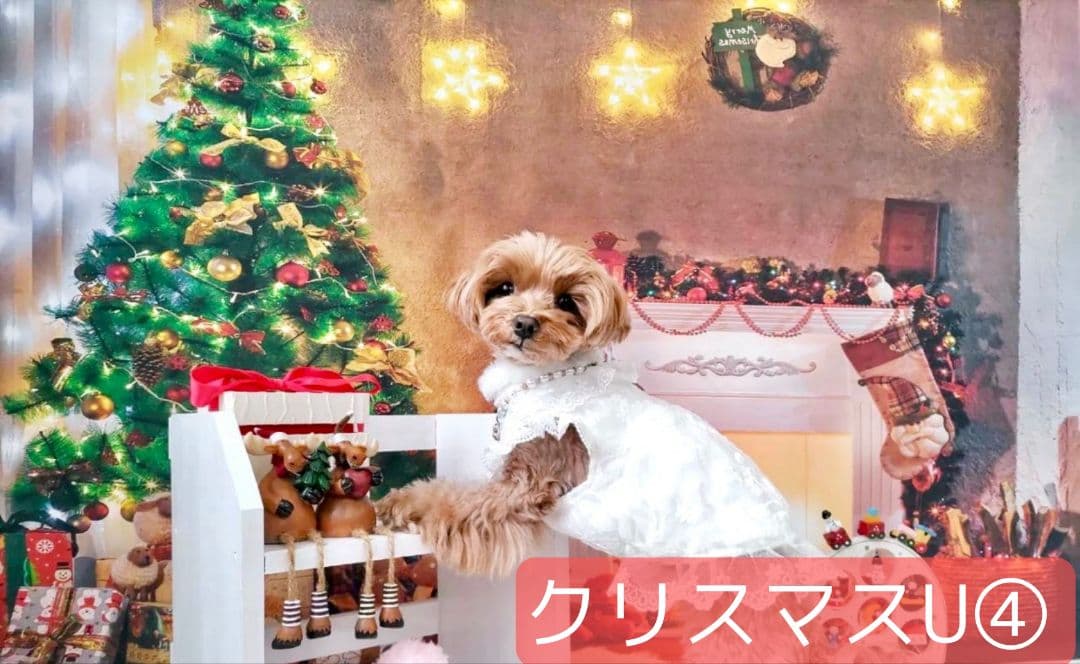 背景布×10+2　ペット撮影用フォトブース　トリミングチョーカー販売中　Xmas