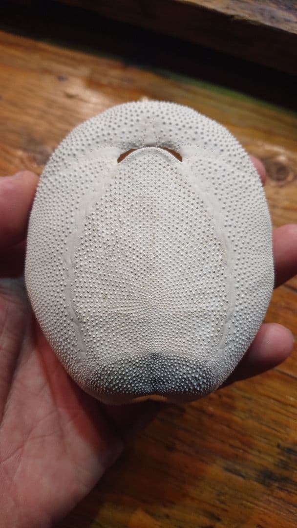 オオブンブク 巨大 95mm 天然