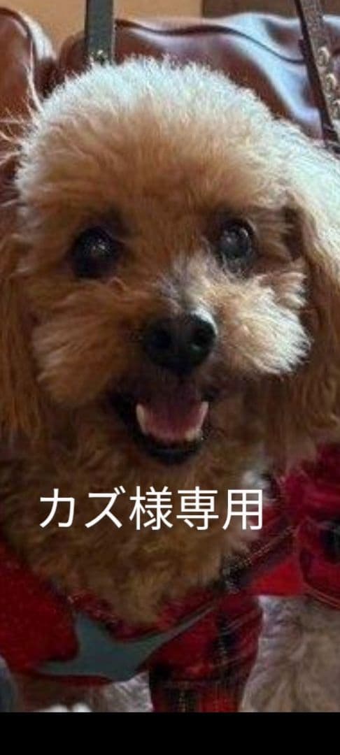 カズオーダー♡実物大