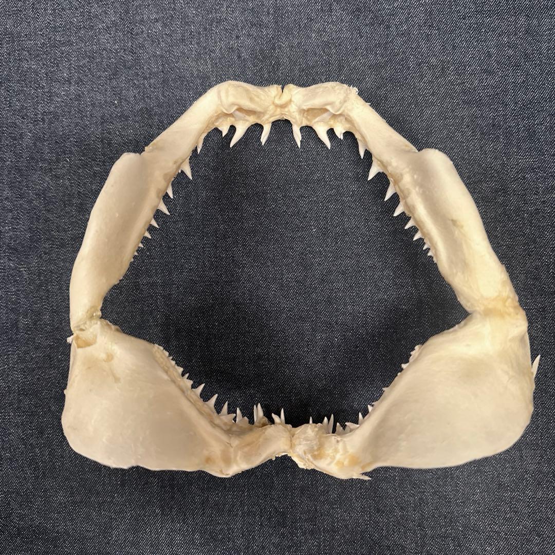 【希少】アオザメ顎骨標本/マコシャーク Mako Shark