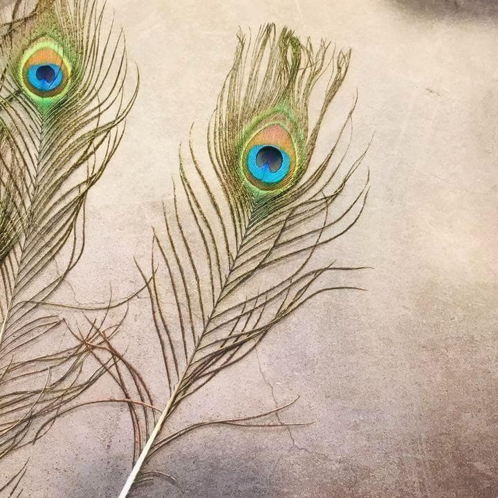 100枚■【クジャク 】孔雀の羽根 目玉 パーツ 鳥 羽根 素材