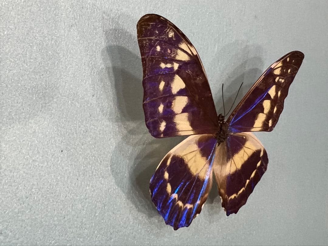 キプリスモルフォ！標本！2