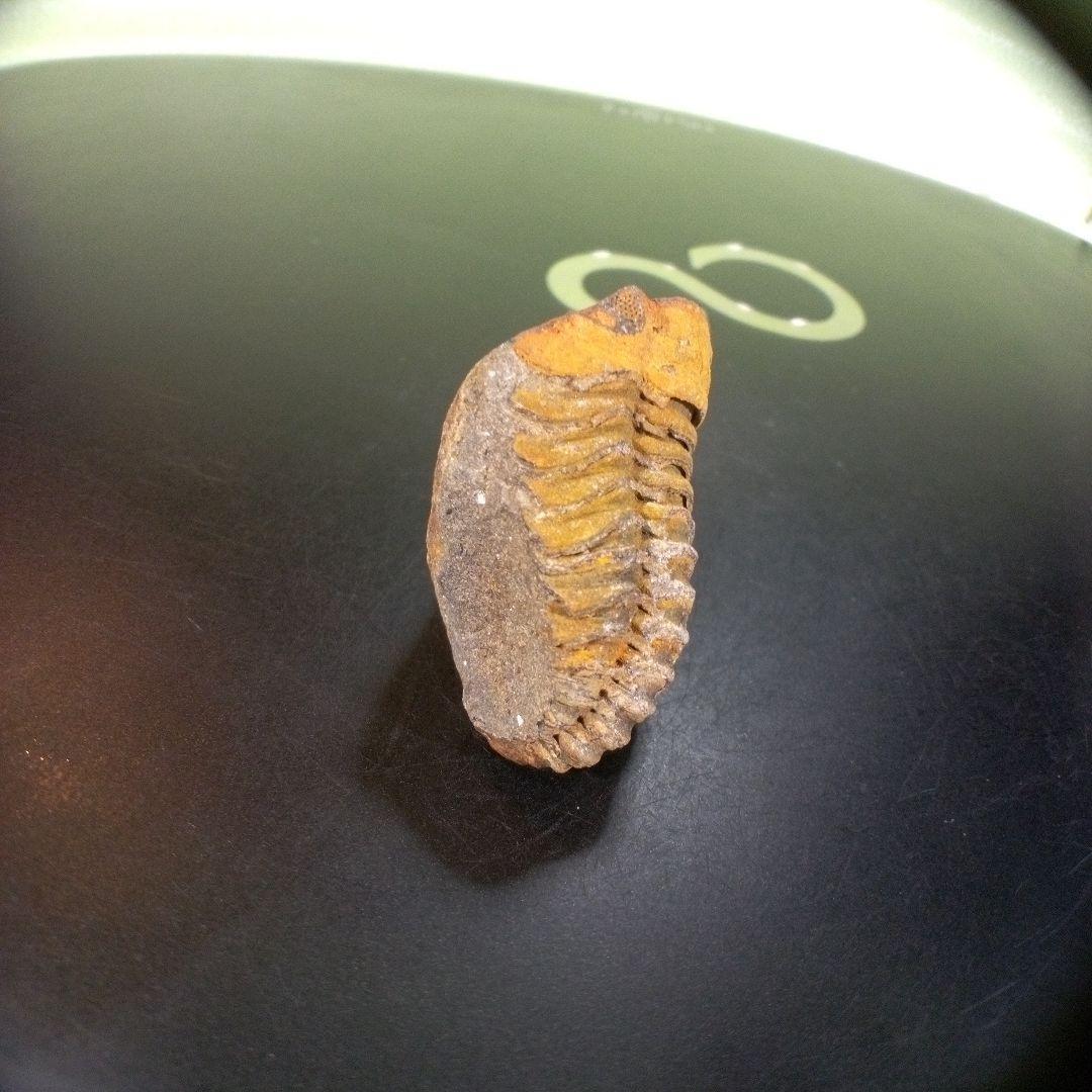 三葉虫　化石　fossil　ボリビア産　trilobite　Bolivia化石④