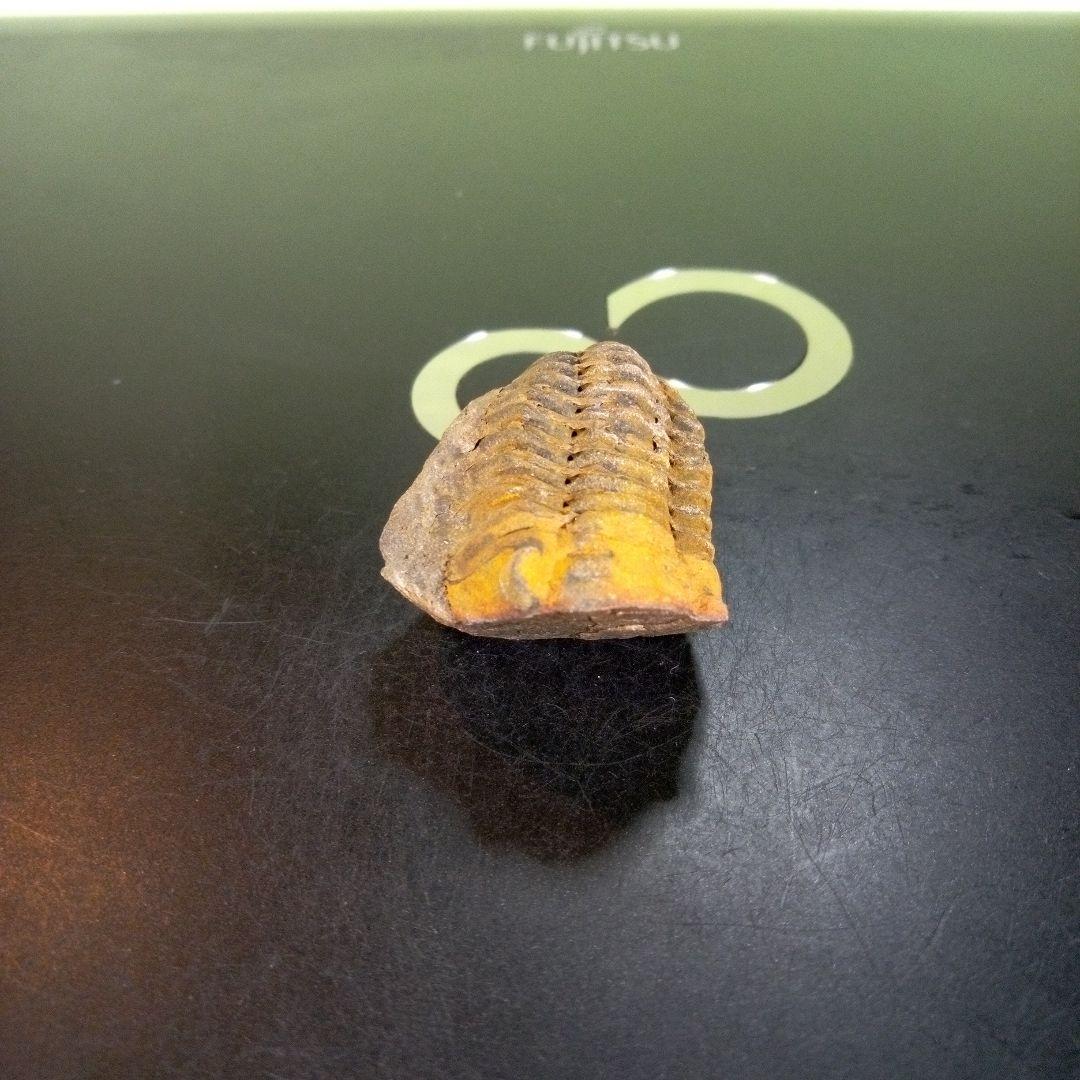 三葉虫　化石　fossil　ボリビア産　trilobite　Bolivia化石④