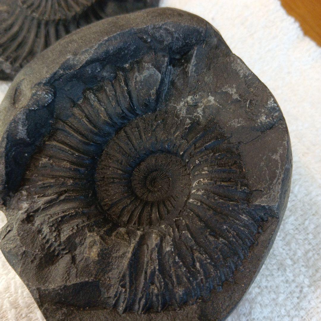 #655 アンモナイト