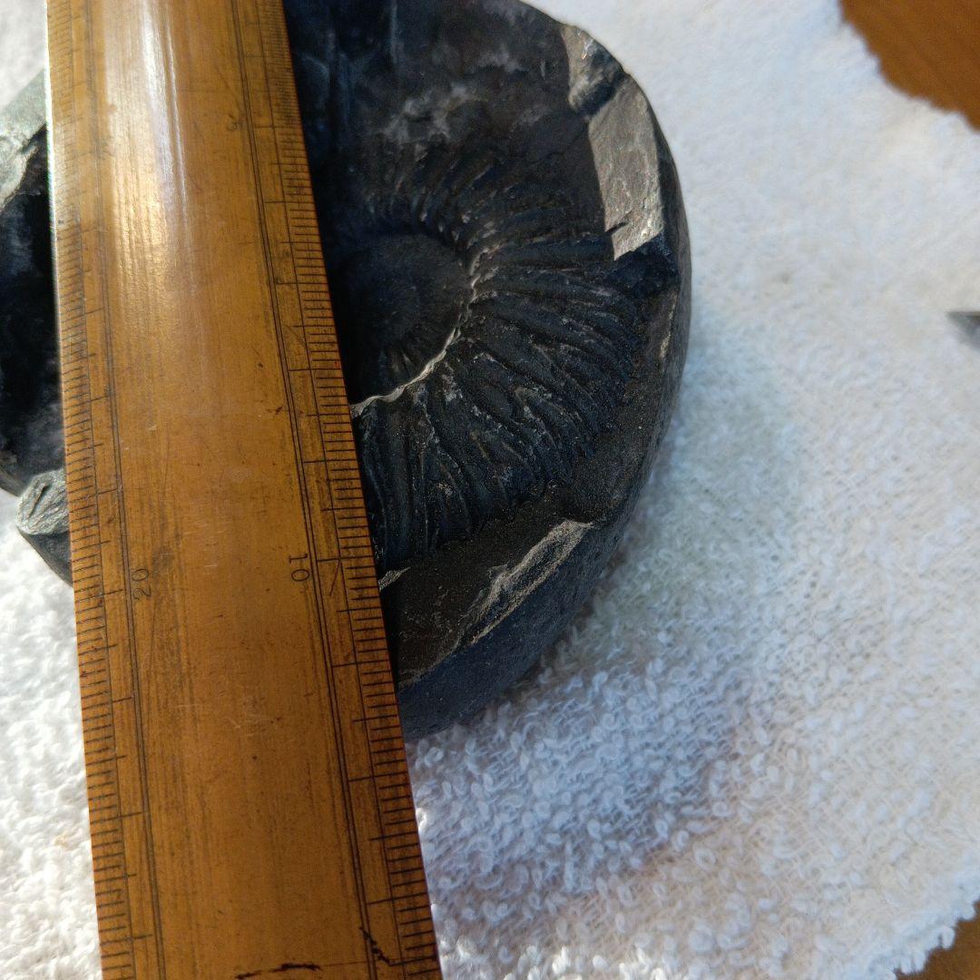 #655 アンモナイト