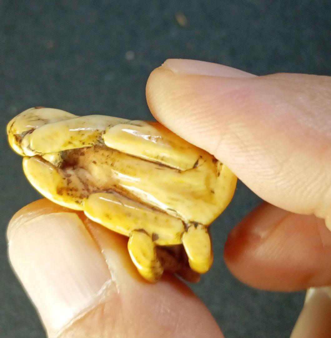 江戸時代 根付 「夫婦うさぎ 図」 無銘だが名品