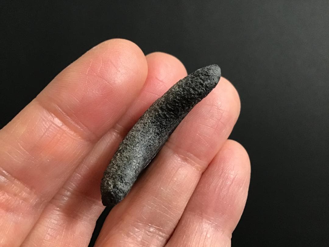 メガロドンの歯 [MG143] 超希少