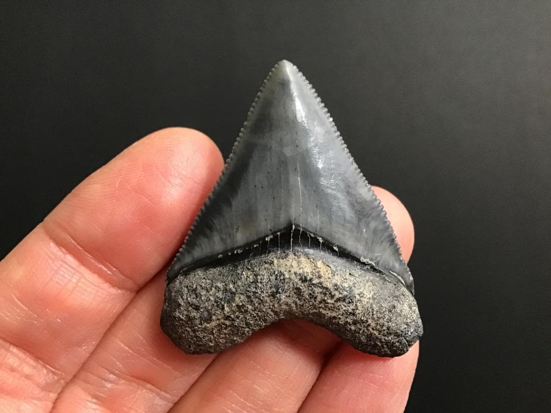 メガロドンの歯 [MG143] 超希少