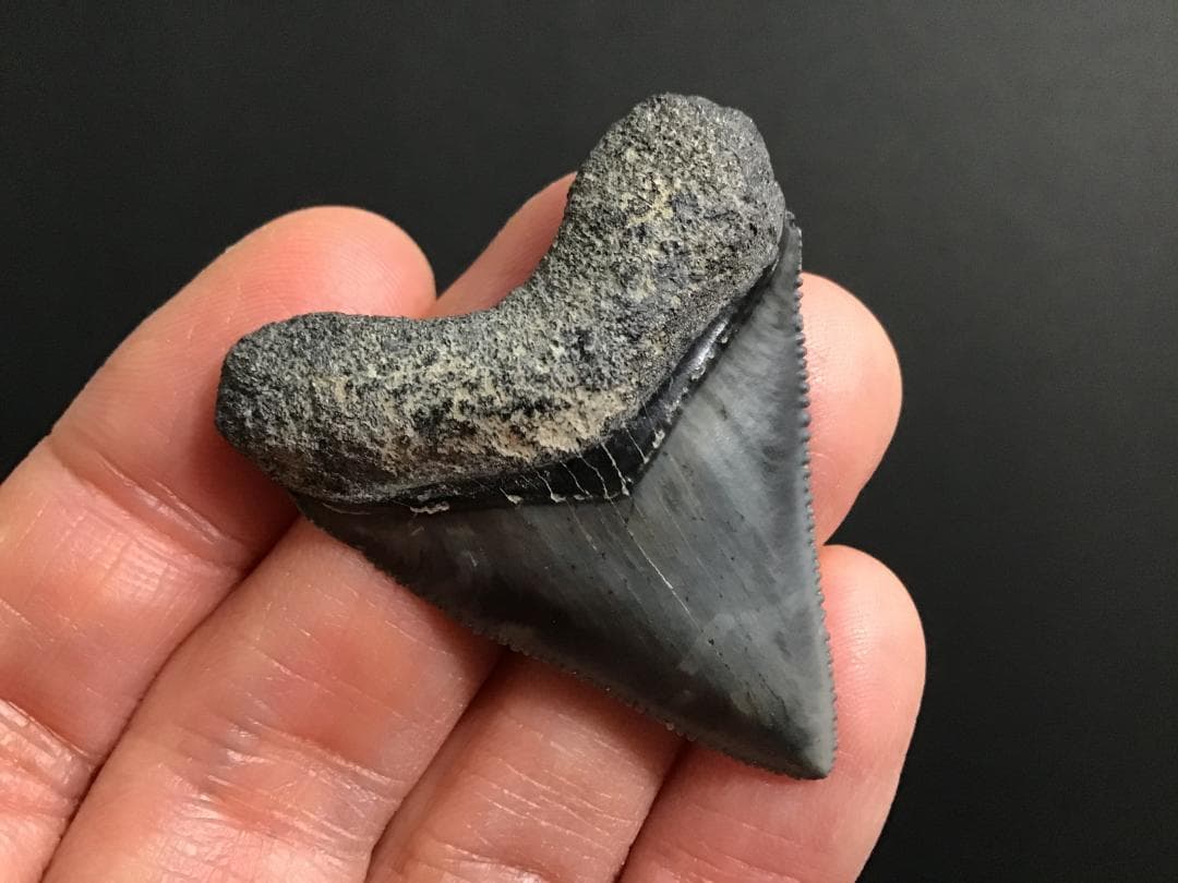 メガロドンの歯 [MG143] 超希少