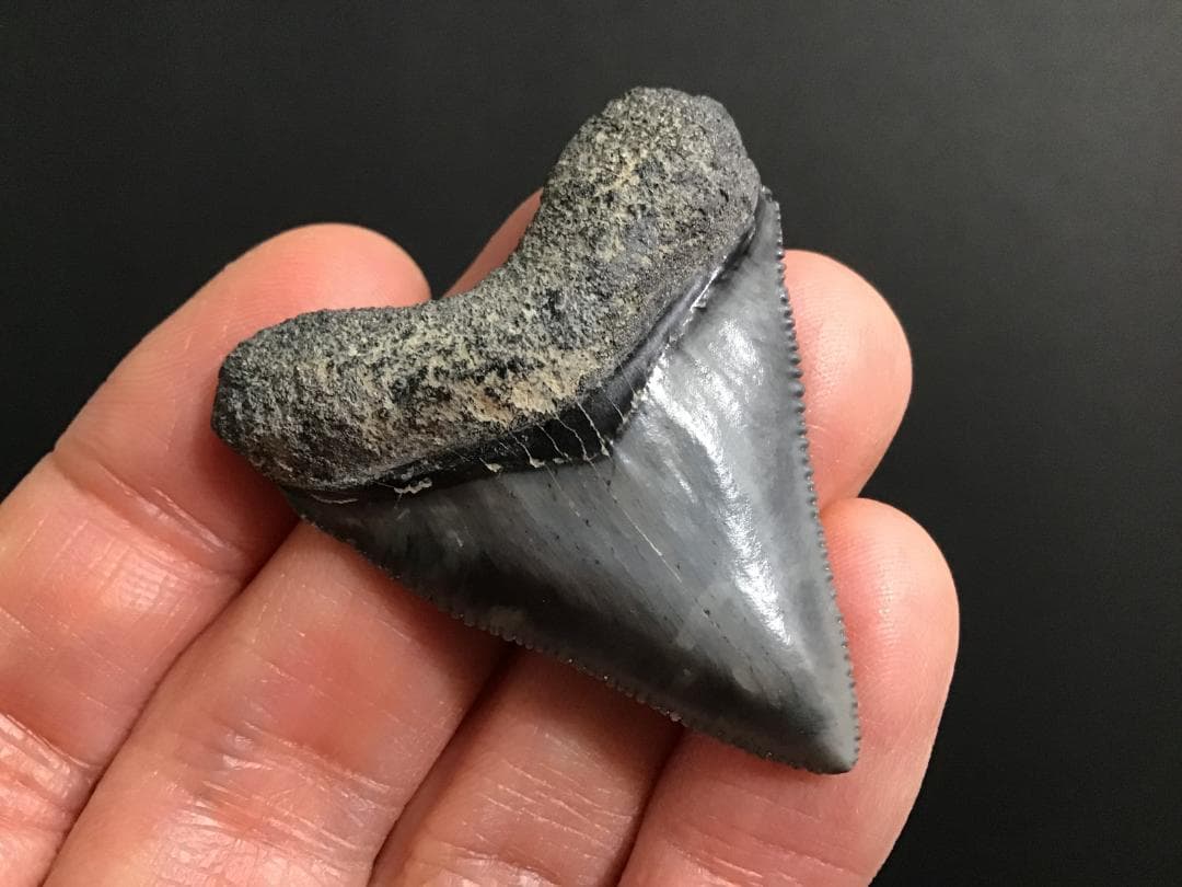 メガロドンの歯 [MG143] 超希少