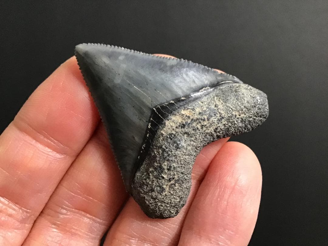 メガロドンの歯 [MG143] 超希少