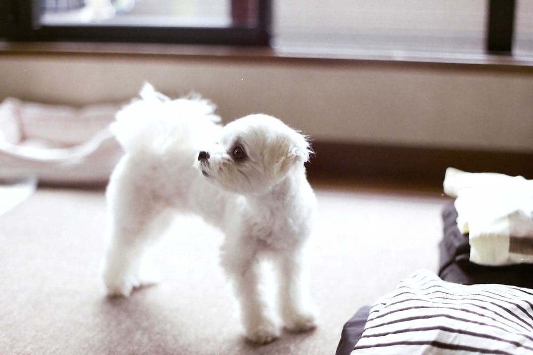 Minolta X-1 MOTOR ミノルタ X-1 モーター