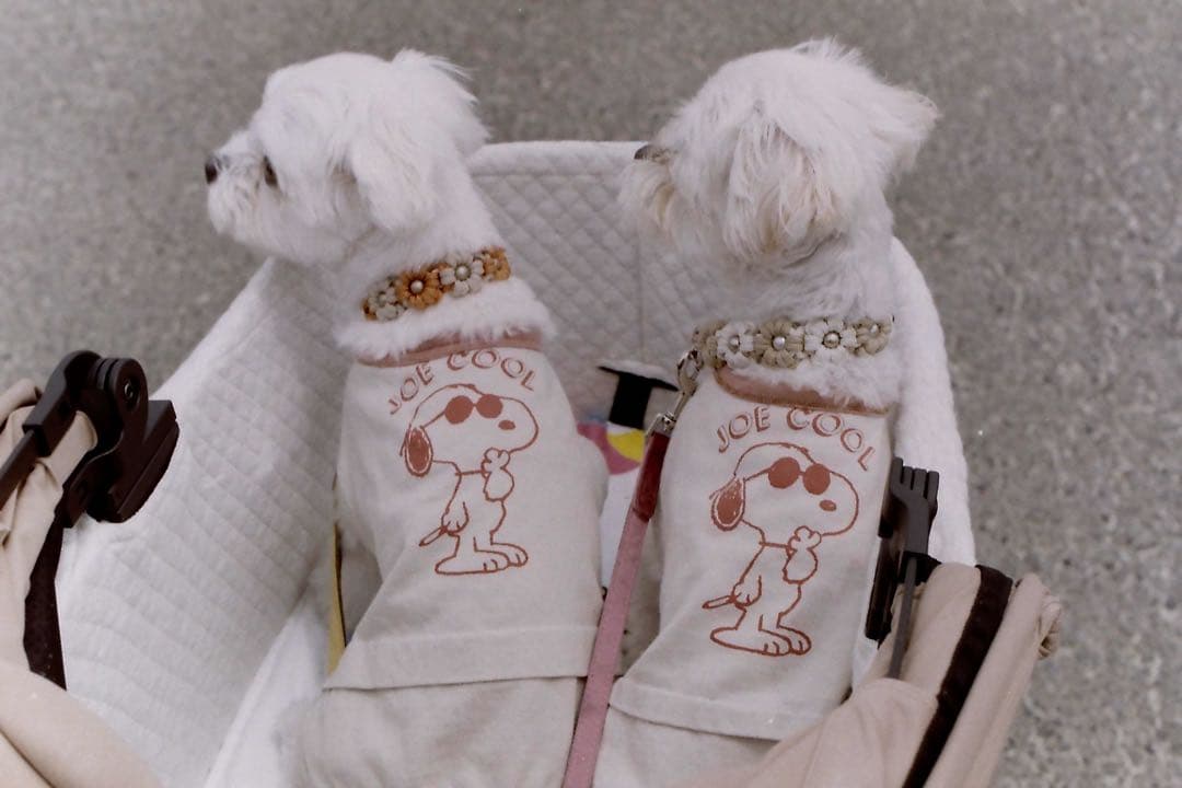 Minolta X-1 MOTOR ミノルタ X-1 モーター