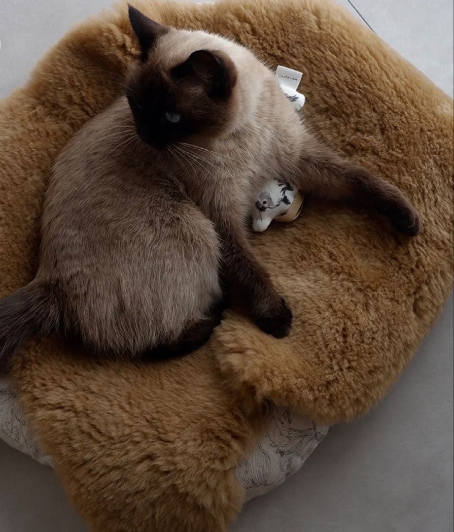 猫のためのスプリングラムスキンラグ【ブラウン】