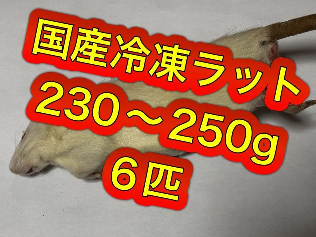 送料無料　国産冷凍ラット230g〜250g 6匹　B級品＋15匹