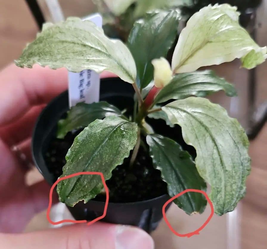 水草 Bucephalandra sp. White Marble Big leaf