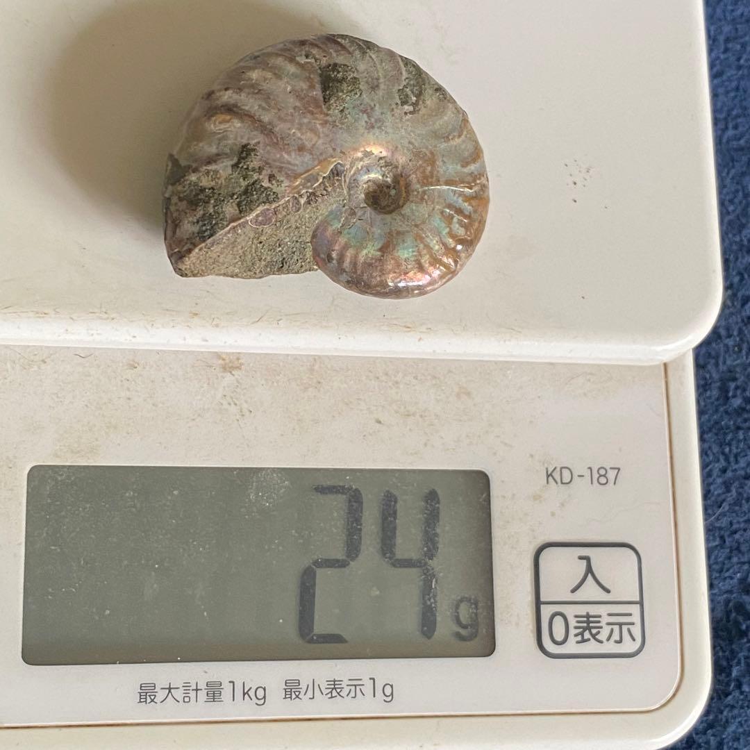 アンモナイト オパール化 一部メノウ化 マダガスカル産