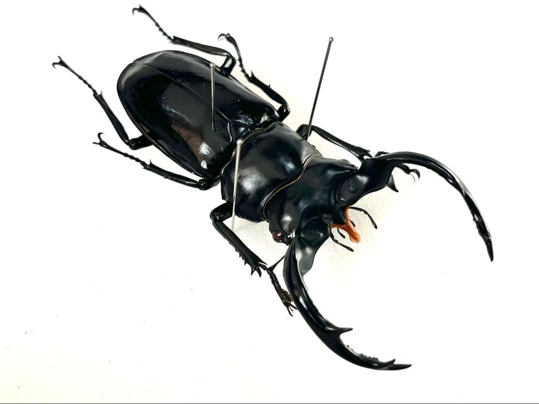 ウエストウッディオオシカクワガタ　77mm 標本