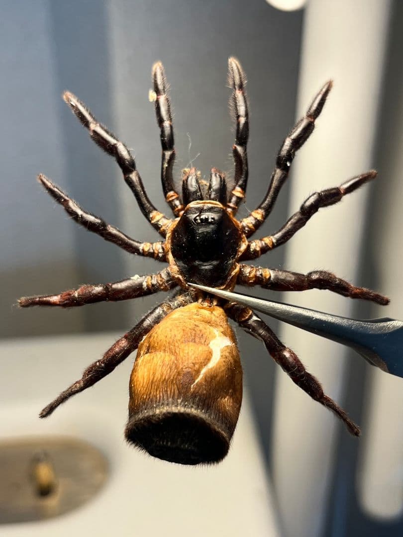 【尻割巨大】シリキレグモ トラップドアスパイダー タランチュラ 昆虫標本