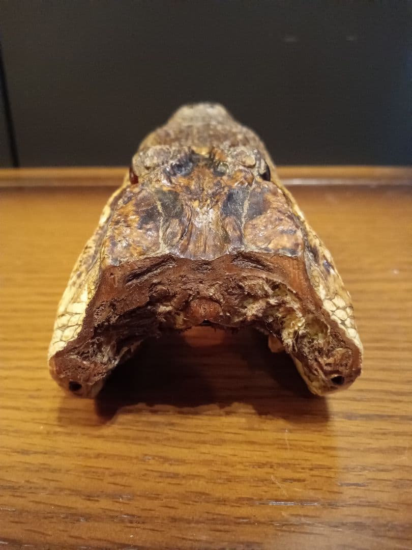 ワニ　カイマン　頭部　アリゲーター