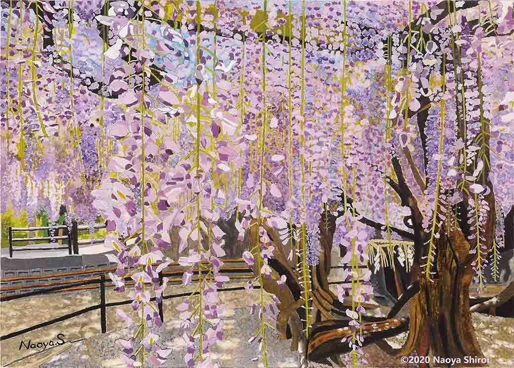 水彩画　ジクレー版画「中山の大藤」（柳川市）