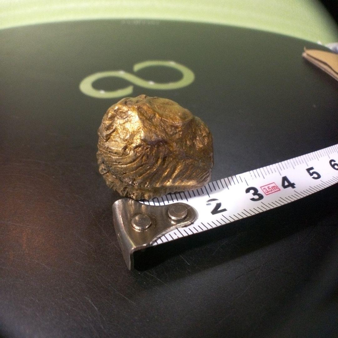 三葉虫　化石　fossil　ボリビア産　レア　Fossil管理⑤