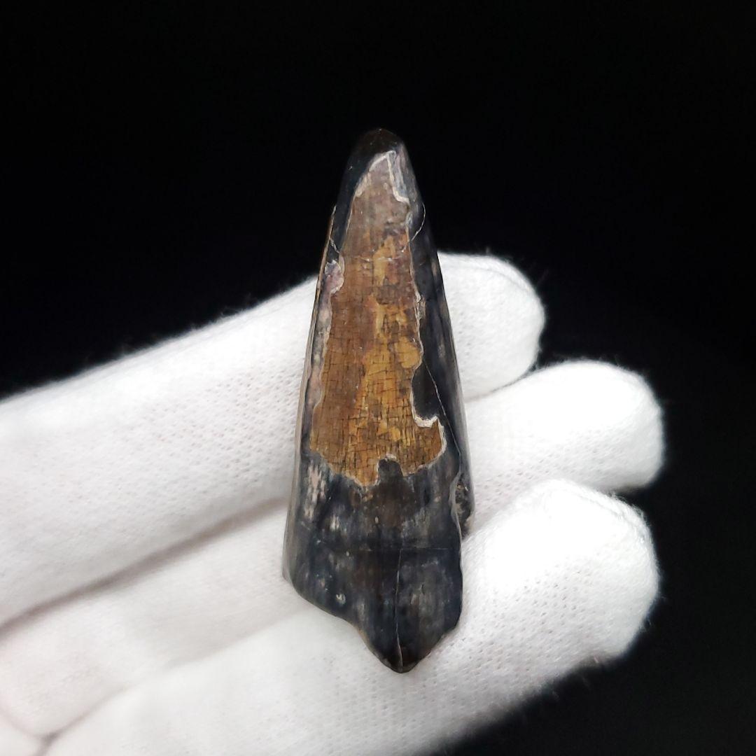 希少 スコミムス 化石 本物 二ジェール産 40.39mm  ケース付 sc13