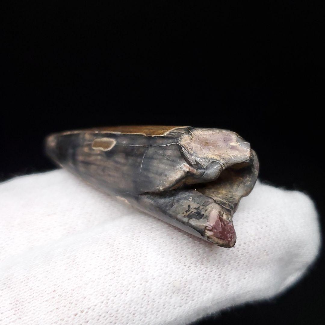 希少 スコミムス 化石 本物 二ジェール産 40.39mm  ケース付 sc13